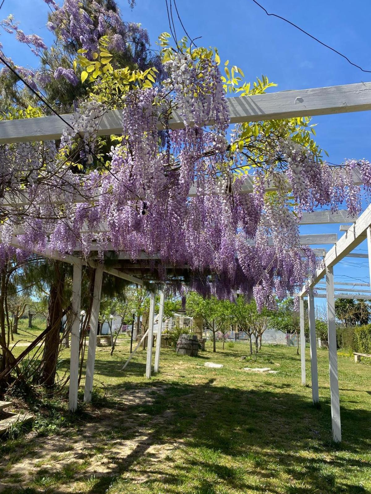 Agriturismo Tenuta La Monaca Aradeo Zewnętrze zdjęcie